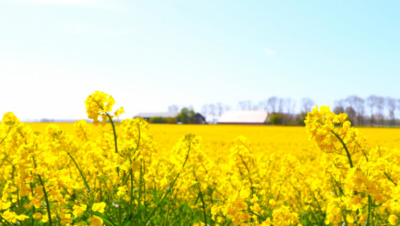 Gele koolzaadbloemen op de voorgrond van een uitgestrekt veld met een boerderij in de verte onder een heldere blauwe lucht.