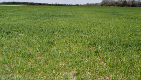 Tarweperceel in Kansas dat ongelijk staat door droogte