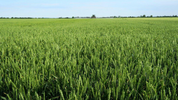 Uitgestrekt groen tarweveld onder een heldere lucht, met een landbouwmachine in de verte die over het gewas rijdt.