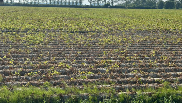 Droogte in aardappelen