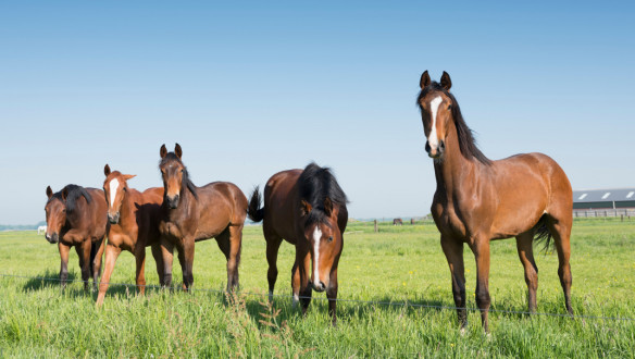 Paarden
