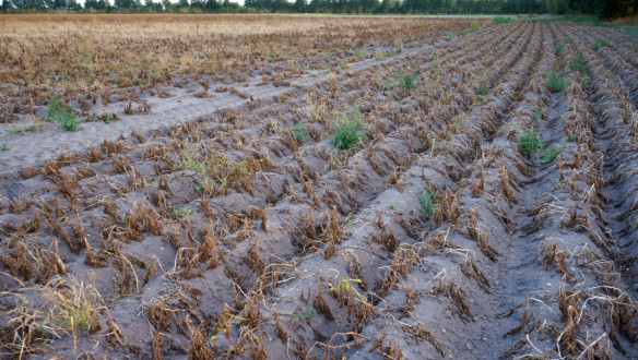 Aardappelruggen in een droge zomer