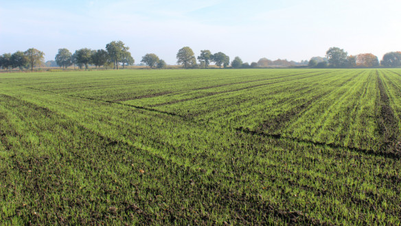 Ingezaaid grasland met bomen en een blauwe lucht op de achtergrond