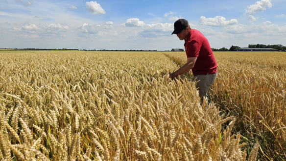 Een Limagrain adviseur staat in een veld met wintertarwe