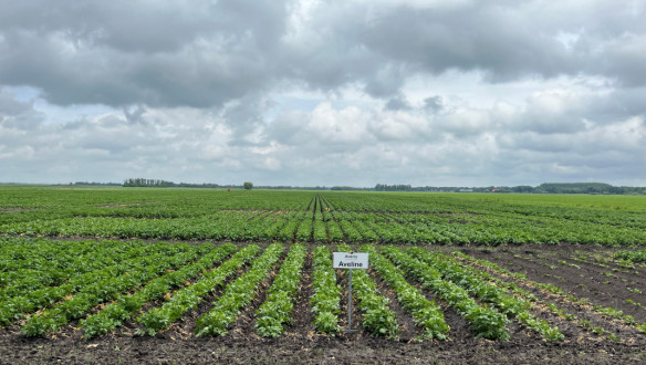 Avebe proefveld