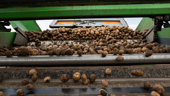 Aardappeloogst in Nederland