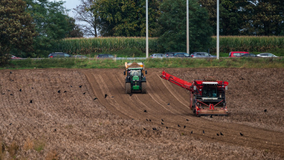 Aardappeloogst in België
