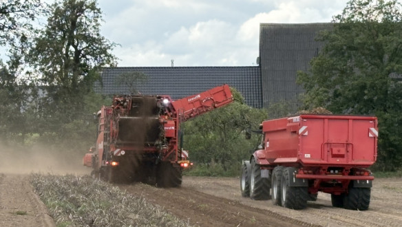 Aardappeloogst Fontane voor fritesindustrie