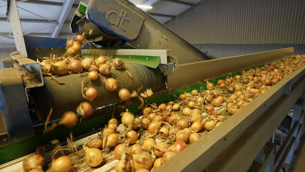 Export Nederlandse uien krijgt kleine impuls uit VS