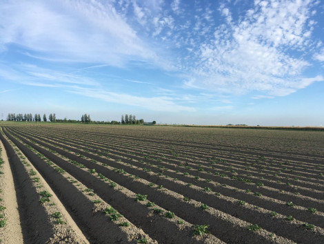 Eerste aardappelen breken door de ruggen - Gewastour aardappel - week 20