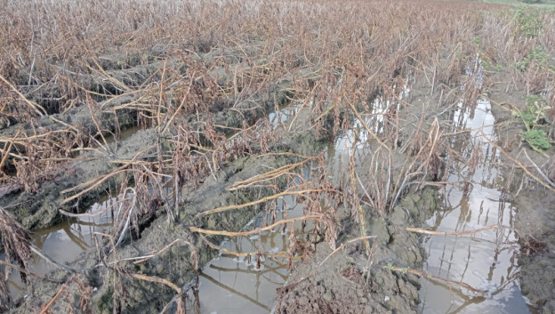 Aardappelpercelen staan blank in het zuidwesten