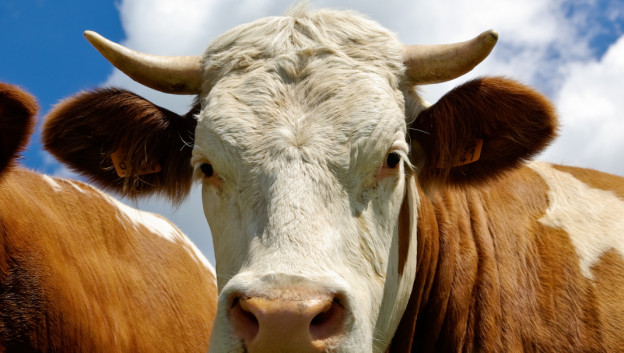 Hoe Vion Duitse koe bij de horens wil vatten - Analyse Reorganisatie