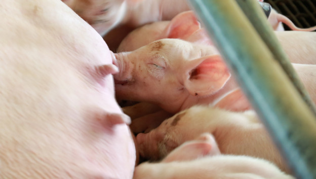 Vraag en aanbod biggen komen meer in balans