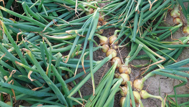 Nog niet achterover leunen met de uien