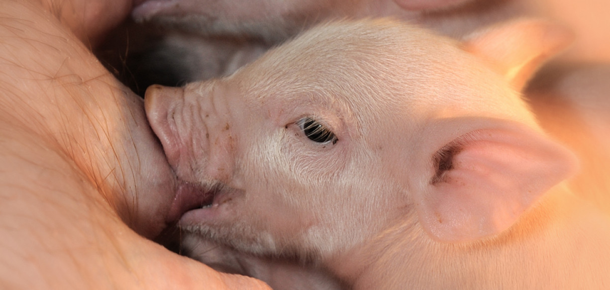 Meat market insight from DCA Market Intelligence