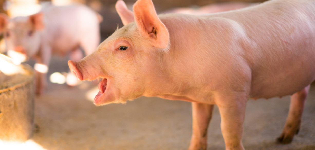 Meat market insight from DCA Market Intelligence