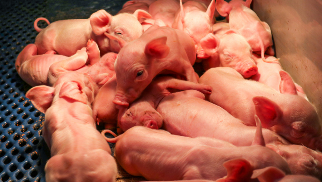 Meat market insight from DCA Market Intelligence