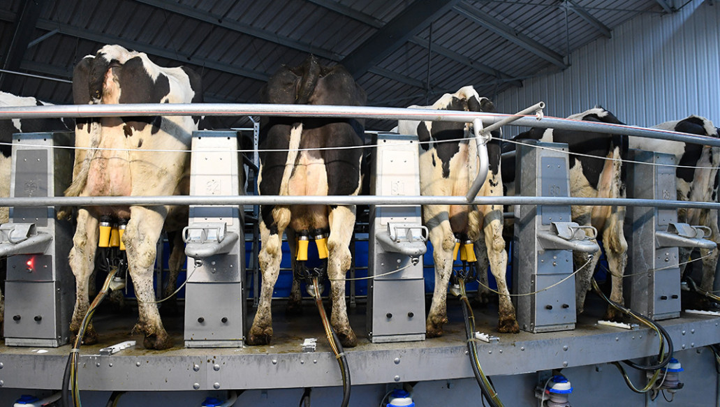 Dairy market insight from DCA Market Intelligence