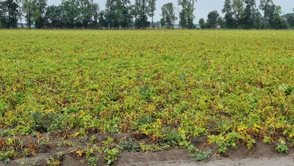 Trial digging figures show exhausted potatoes