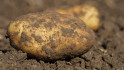 Ook poolteler ontkomt niet aan aardappelmalaise 