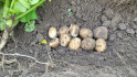 Aviko: Groei aardappelen blijft fors ondergemiddeld 