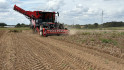 Nog een hittegolf doet ook in late aardappelen licht uit 