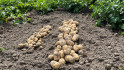 Bemonstering Farm Frites wijst op gemiddelde oogst 