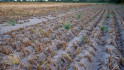 Hitte en droogte kost tonnen in Europa 