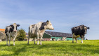 Rabobank: melkveehouderij is kwetsbare sector 