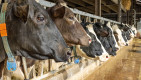 'Melkveehouders Brabant met oudere stal zitten klem' 