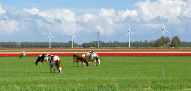 windenergie tulpen melkveebedrijf koeien weidegang nederland flevoland