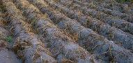aardappelen akkerbouw aardappelveld aardappelperceel doodspuiten