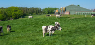 vaches de la ferme laitière qui paissent