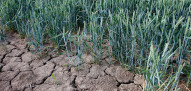 sécheresse blé - agri