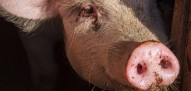Omikron geeft varkensprijs VS een boost