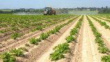 aardappelen spuiten frankrijk