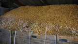 Uien in bewaring op een akkerbouwbedrijf