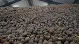 aardappelen aardappelbewaring zetmeelaardappelen