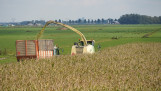 Hakselaar oogst snijmaïs voor ruwvoerwinning