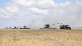australie Kurstjens tarwe - agri graan - agri