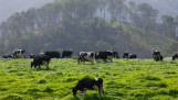 Koeien grazen op grasland, Australisch melkveebedrijf