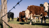 koeien ArgentiniÃ«