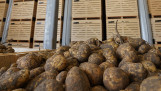 Oogst van aardappelen, akkerbouw