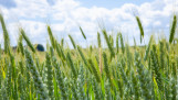 blé - agriculture