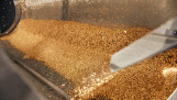 Machineproces waarbij vers geoogste tarwekorrels in een fabriek worden gesorteerd, gedroogd en gepeld met een centrifuge.