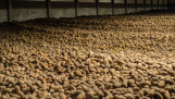 Aardappelbewaring in een opslagruimte waar aardappelen worden opgeslagen na de oogst.