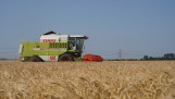 Tarweoogst op het land, waarbij het rijpe tarwe wordt geoogst.