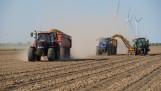 Oogst van uien, akkerbouw