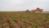 Oogst van aardappelen, akkerbouw