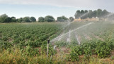 aardappelen Spanje aardappelgewas